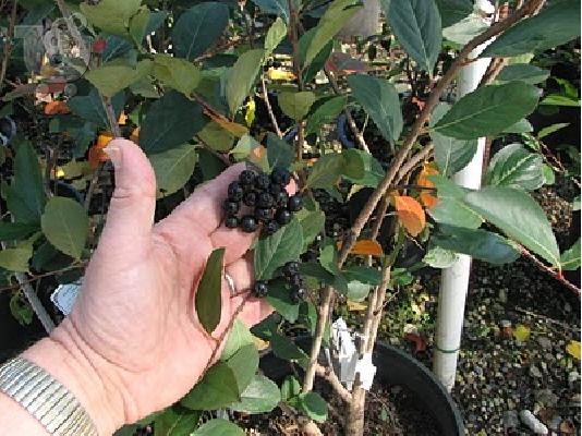 PoulaTo: φυτα αρωνια aronia μελανοκαρπα